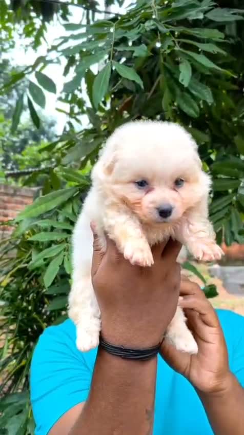 American Bully Pocket Size Puppy, farm video