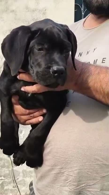 Cane Corso Puppy, farm video