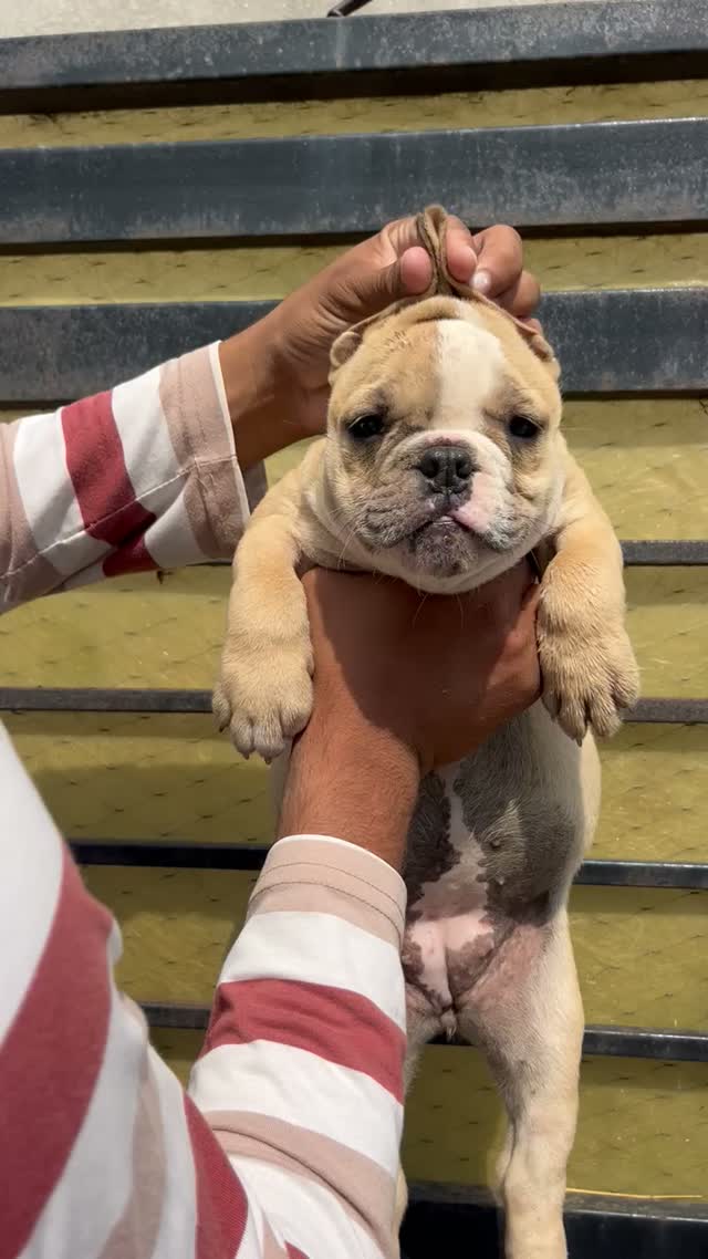 American Bully Pocket Size Puppy, farm video