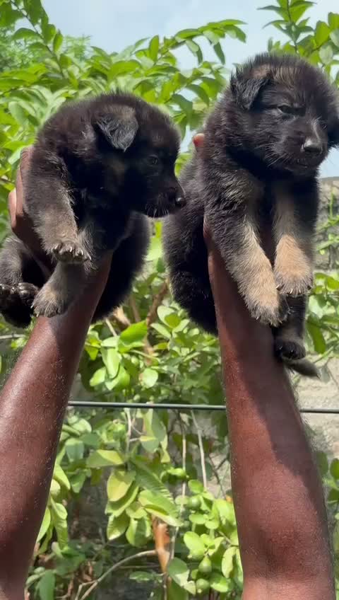 German Shepherd Puppy, farm video