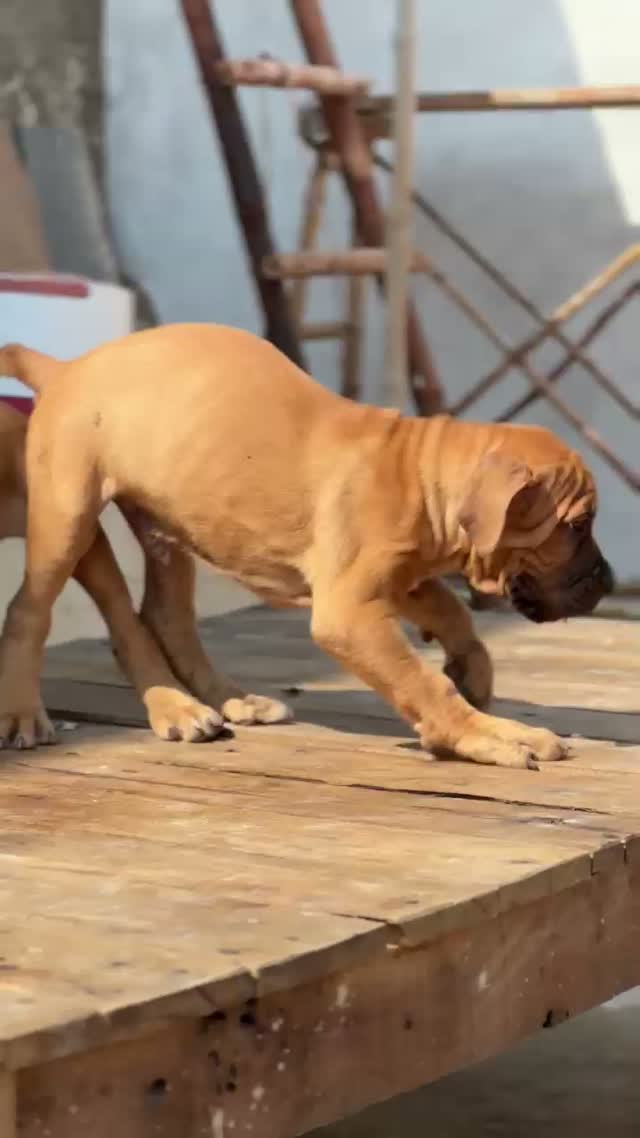 Cane Corso Puppy, farm video