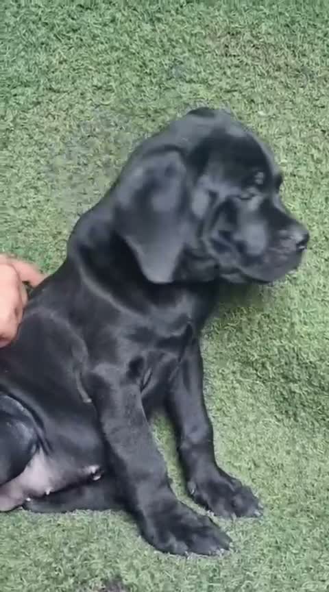 Cane Corso Puppy, farm video