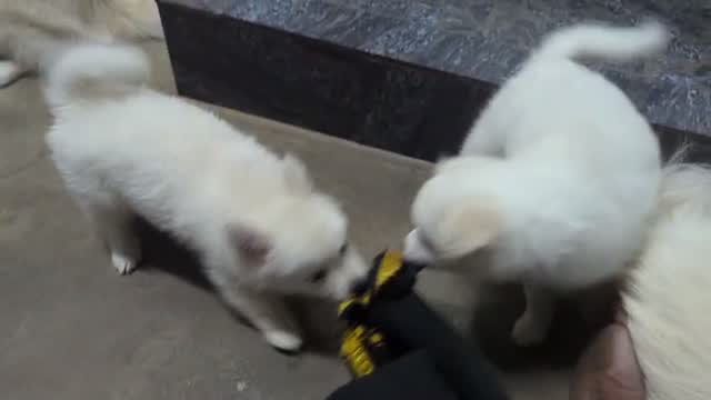Pomeranian Puppy, farm video