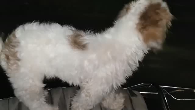 Shih Tzu | Black Color, farm video