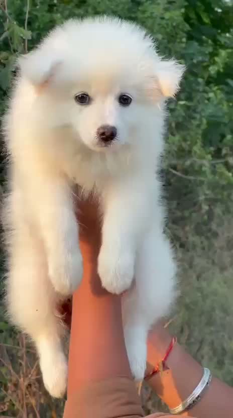 Pomeranian Puppy, farm video