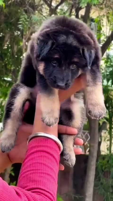 German Shepherd Puppy, farm video