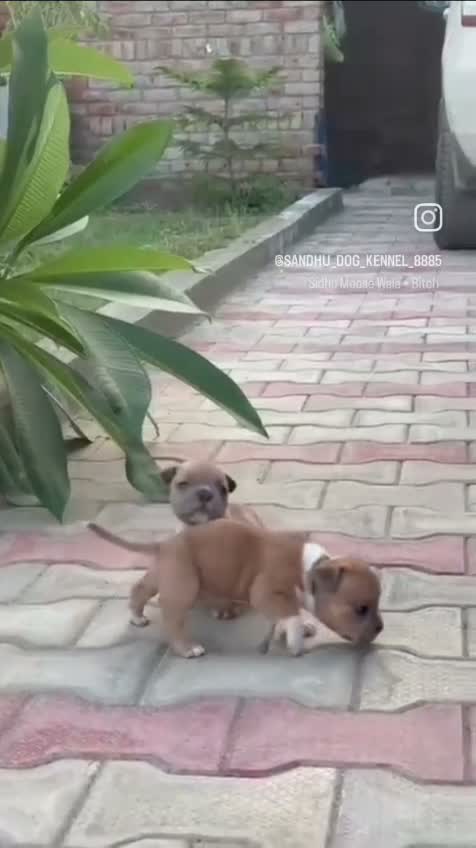 American Bully Pocket Size Puppy, farm video