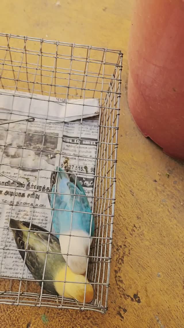 Blue Throated Conure, farm video