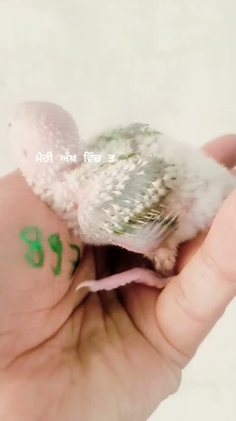 Emma Conure, farm video