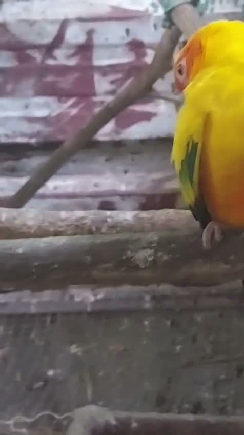 Emma Conure, farm video