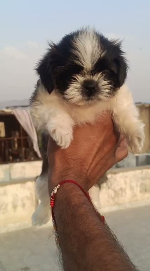 Shih Tzu | Black Color, farm video
