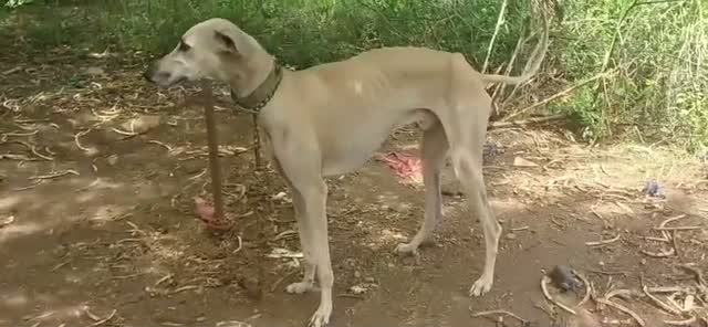 Chippiparai Puppy, farm video