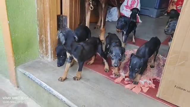 Doberman Pinscher Puppy, farm video