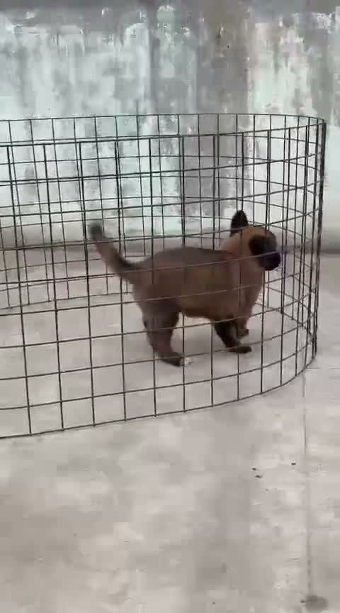 Belgian Malinois Puppy, farm video