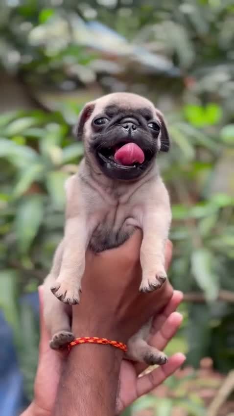 Pug Puppy, farm video