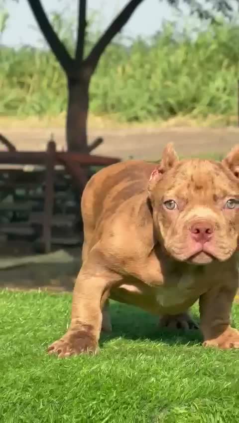 American Bully Pocket Size Puppy, farm video