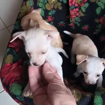 Chihuahua Puppy, farm video