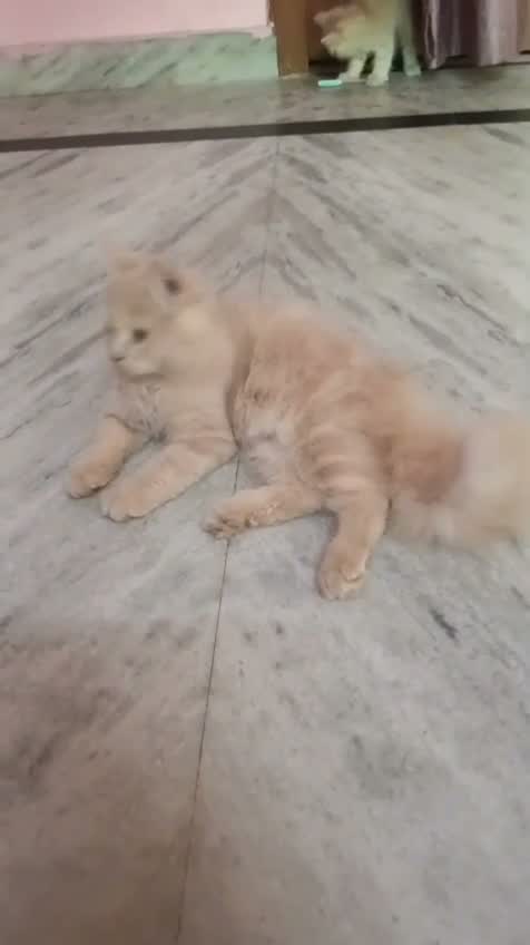 Persian, farm video