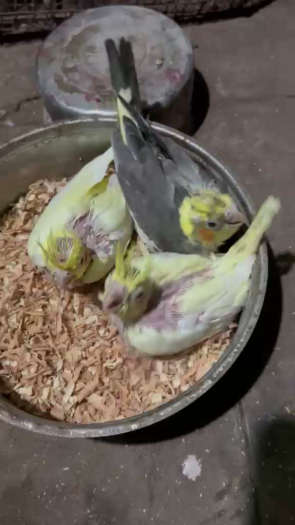 Cockatiel, farm video
