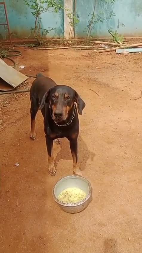 Doberman Pinscher Puppy, farm video