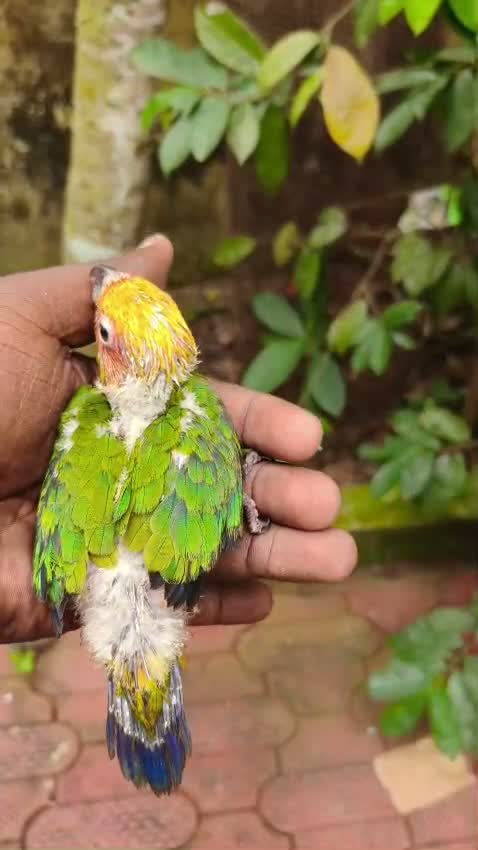 Emma Conure, farm video
