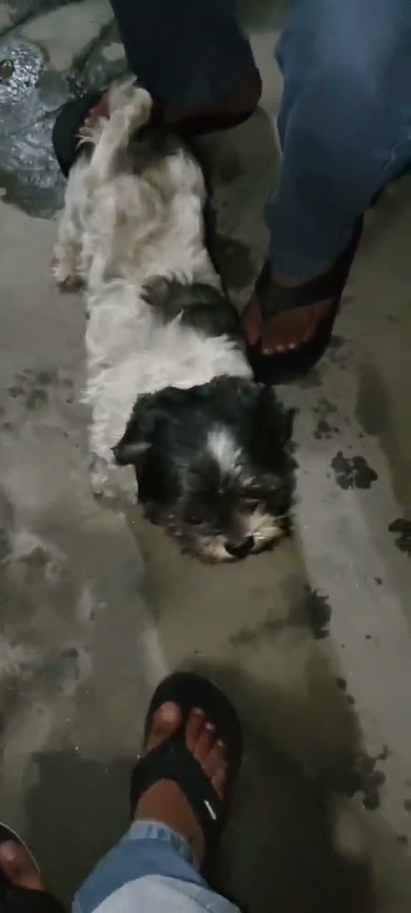 Shih Tzu | Black Color, farm video