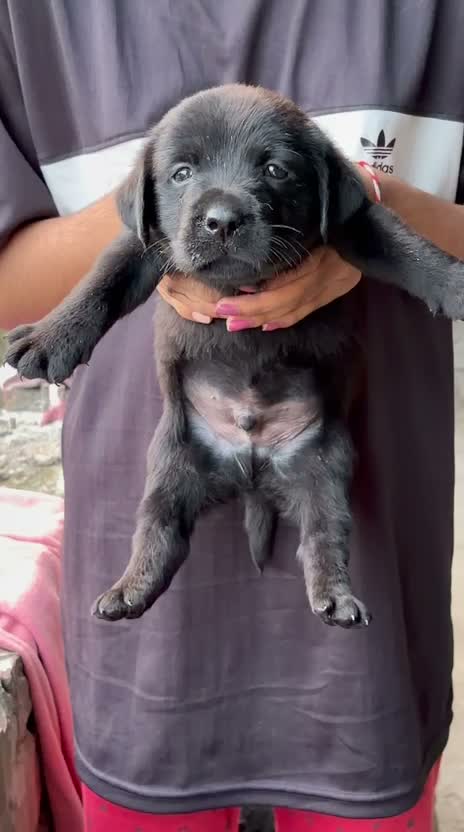 Beagle Black & Tan Puppy, farm video