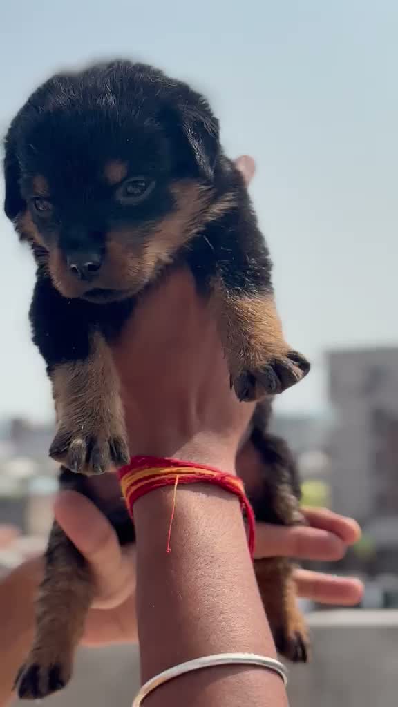 Rottweiler Puppy, farm video