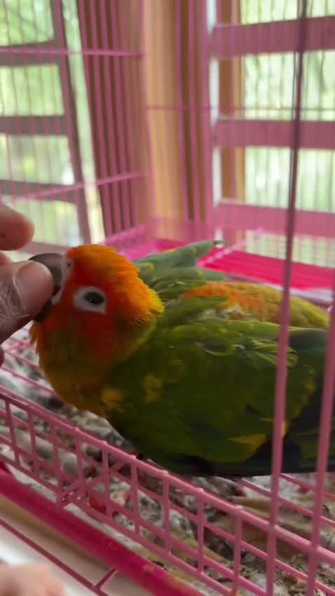 Emma Conure, farm video