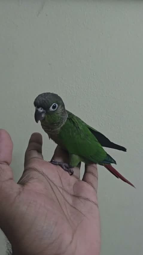 Emma Conure, farm video