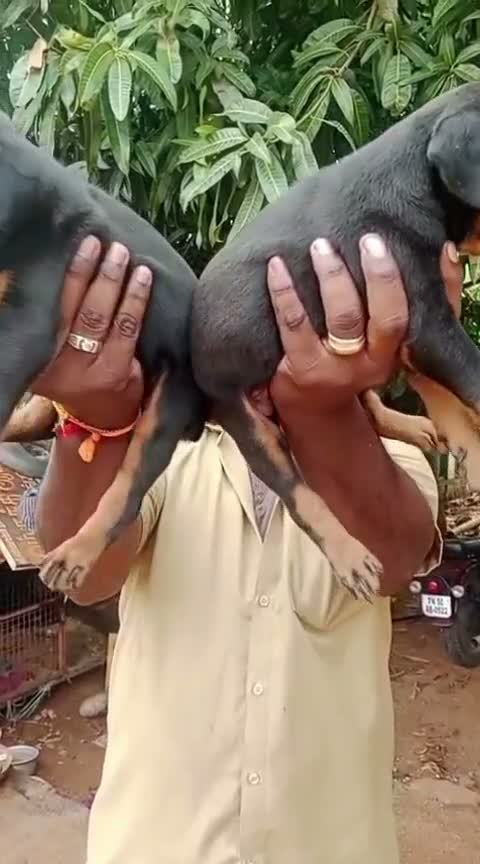 Doberman Pinscher Puppy, farm video