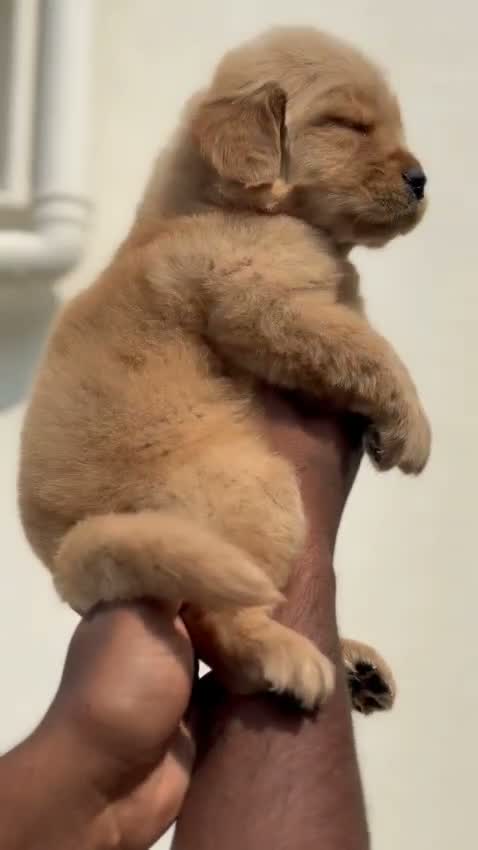 Beagle Black & Tan Puppy, farm video