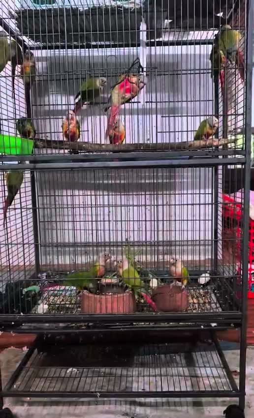 Blue Throated Conure, farm video
