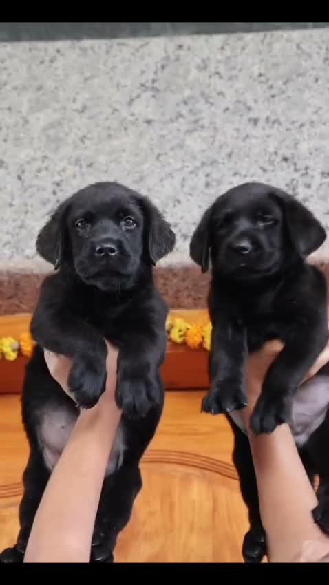 Beagle Black & Tan Puppy, farm video
