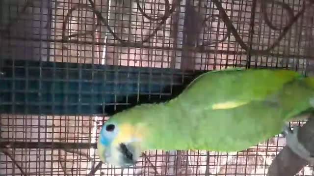 Orange Wing Amazon Parrots, farm video