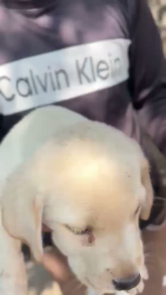 Beagle Black & Tan Puppy, farm video
