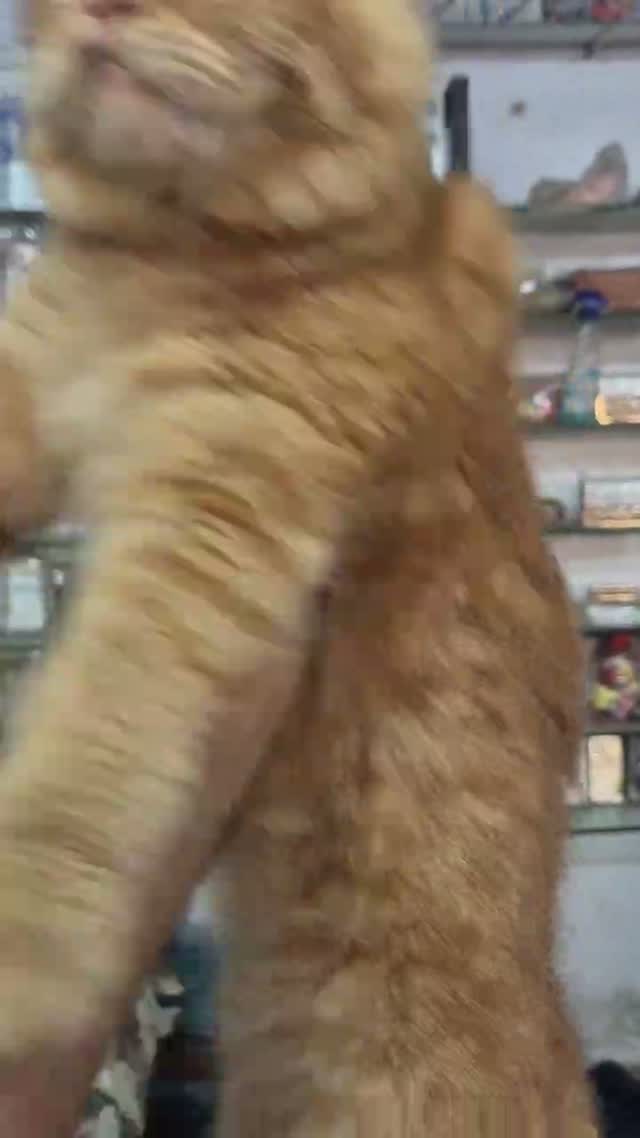 Golden Retriever, farm video