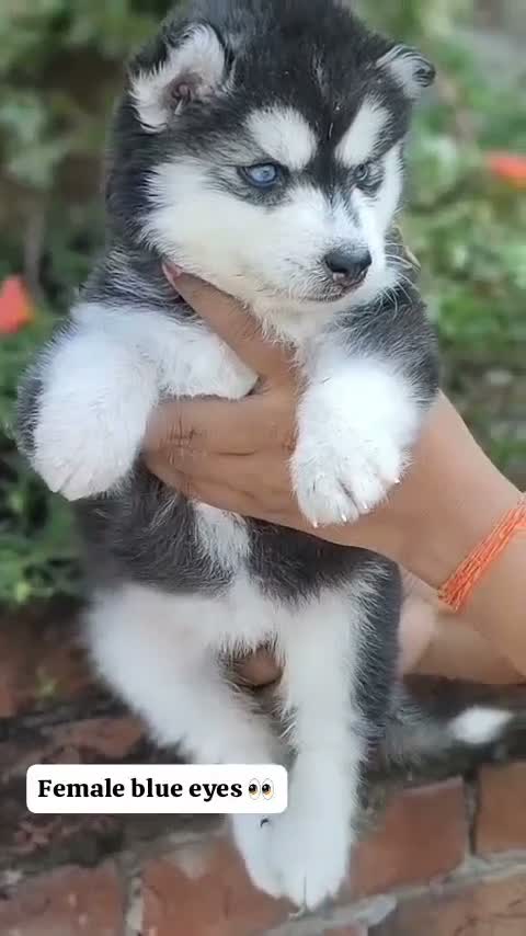 Siberian Husky Puppy | Black & White Color, farm video