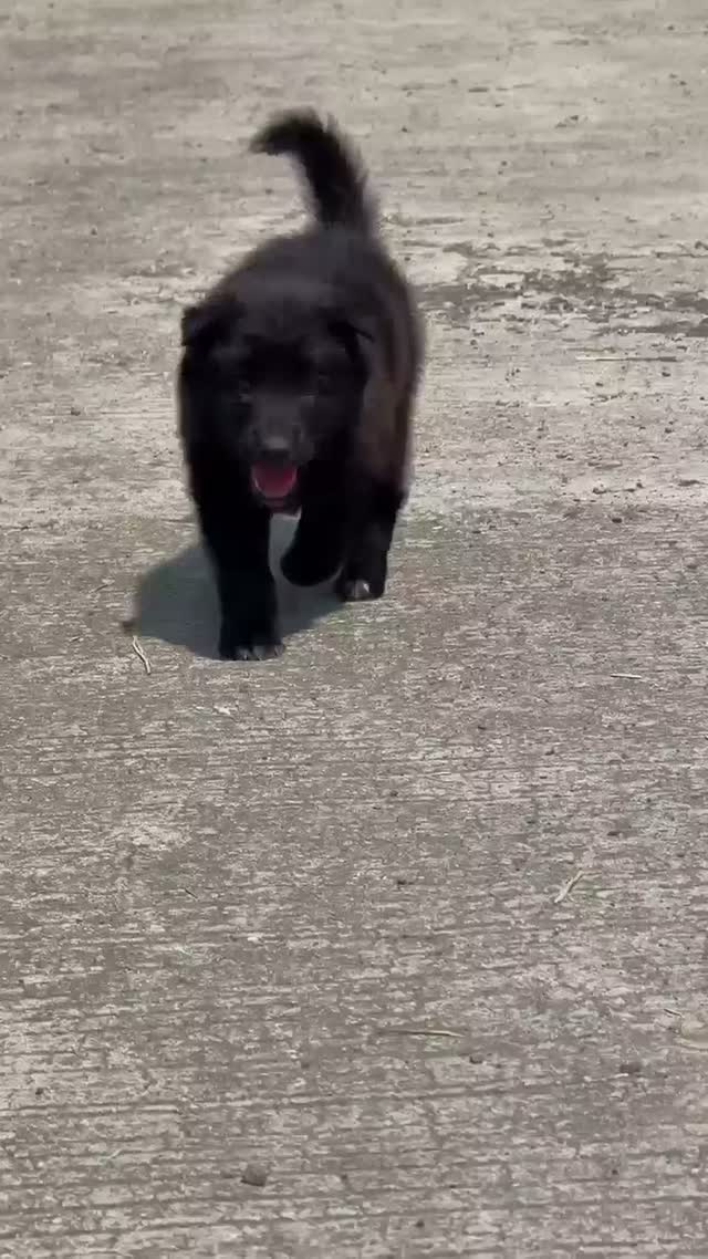 German Shepherd Puppy, farm video