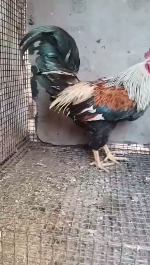 Java Sparrow, farm video
