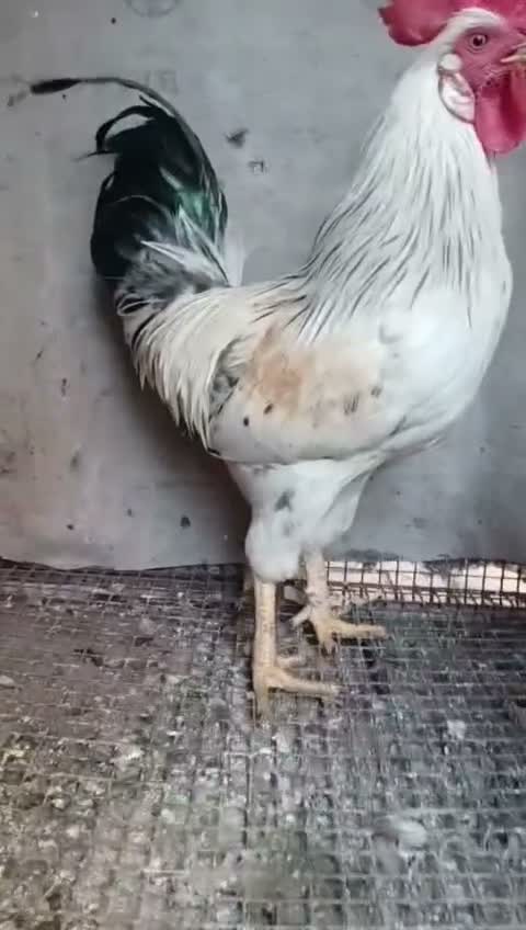Java Sparrow, farm video