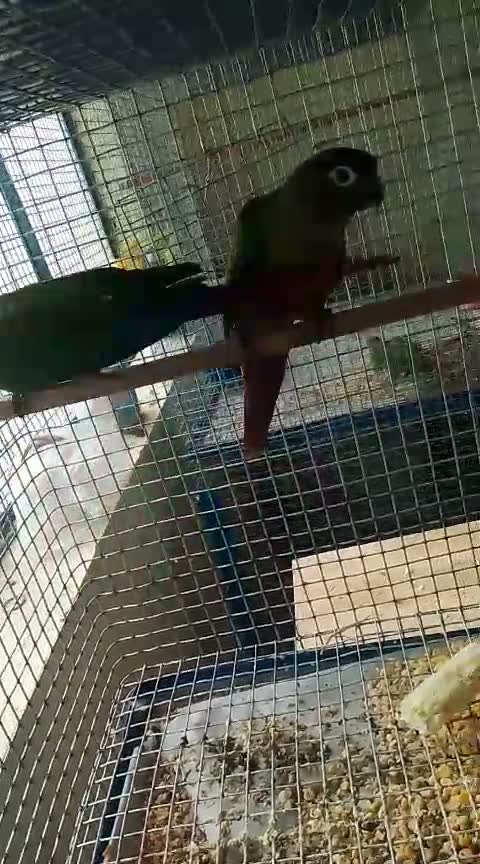 Pineapple Headed Conure, farm video