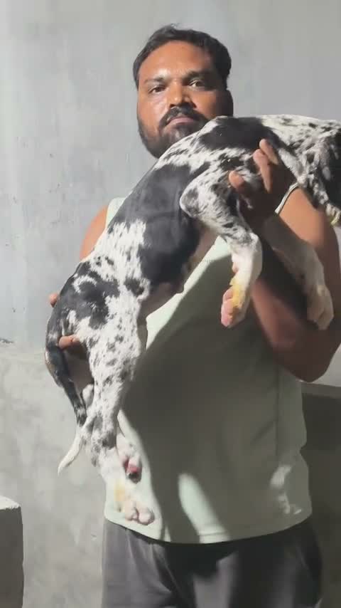 Great Dane Puppy, farm video