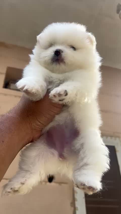 Pomeranian Puppy, farm video