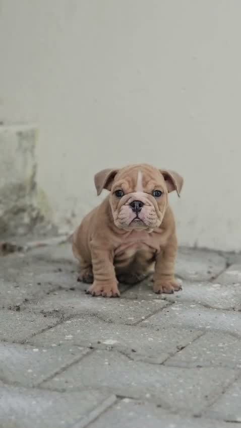 French Bulldog Puppy, farm video