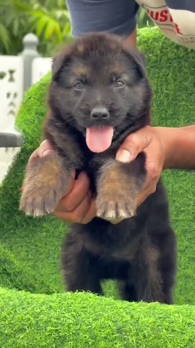 German Shepherd Puppy, farm video