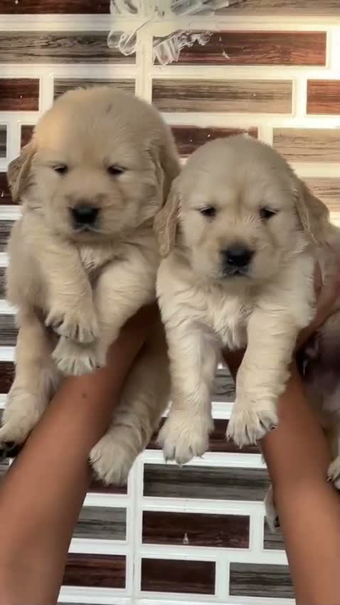 Golden Retriever, farm video