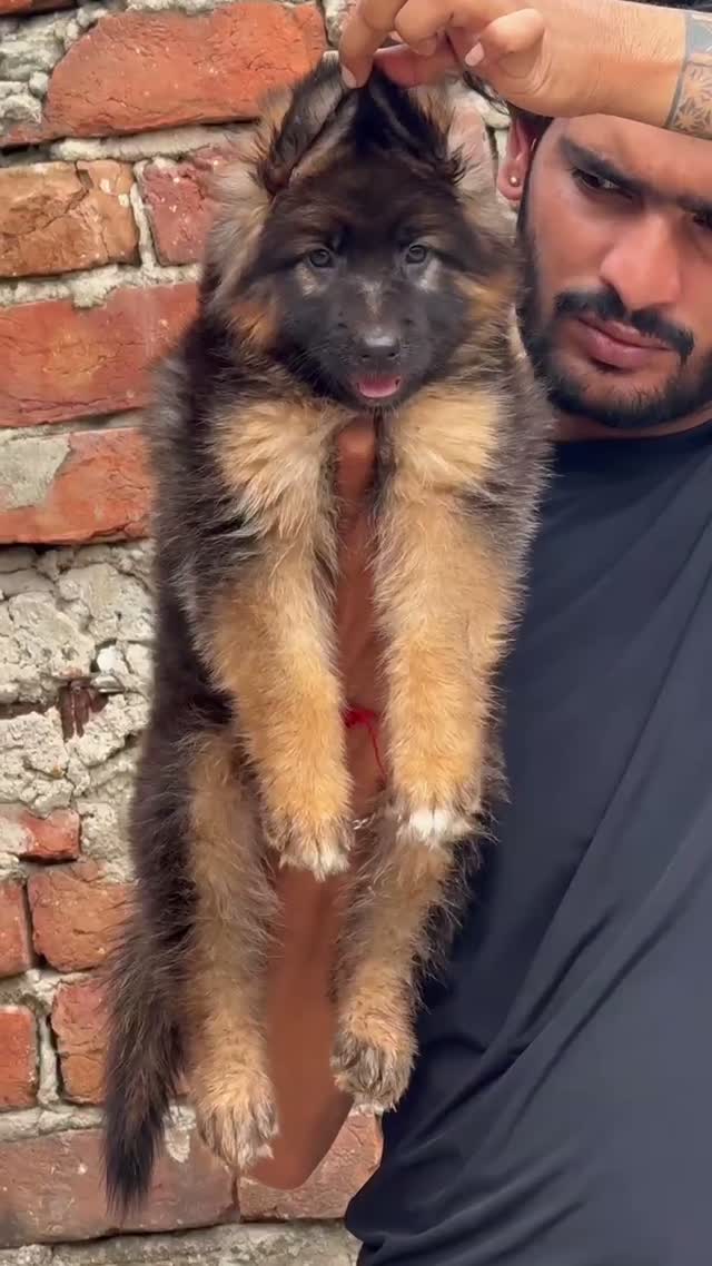 German Shepherd Puppy, farm video
