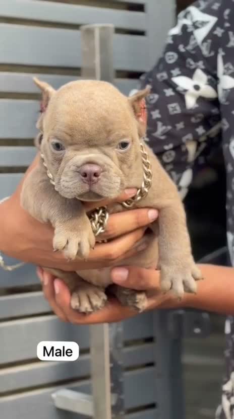 American Bully Pocket Size Puppy, farm video