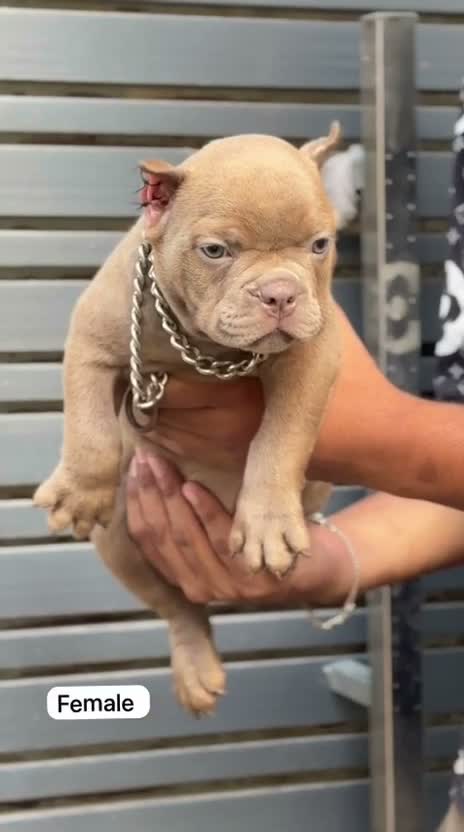 American Bully Pocket Size Puppy, farm video